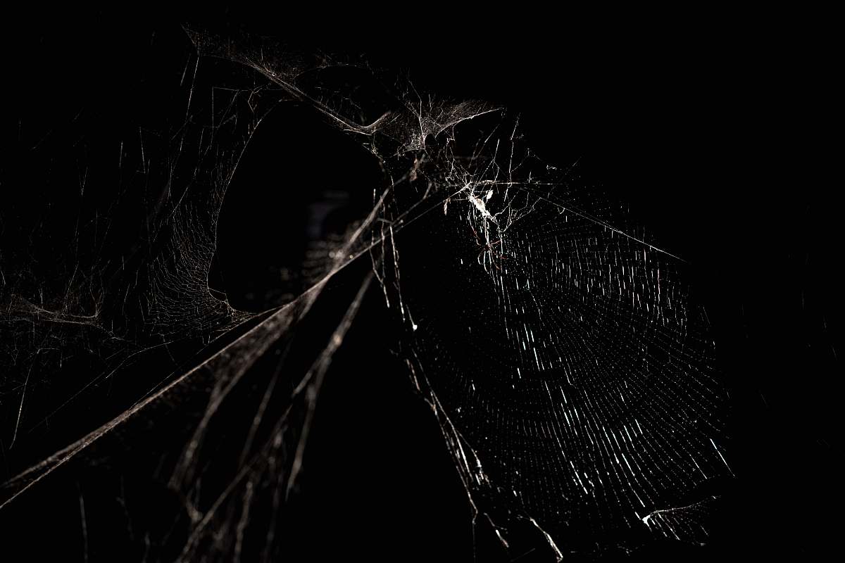 spider web grayscale photography of spider web black